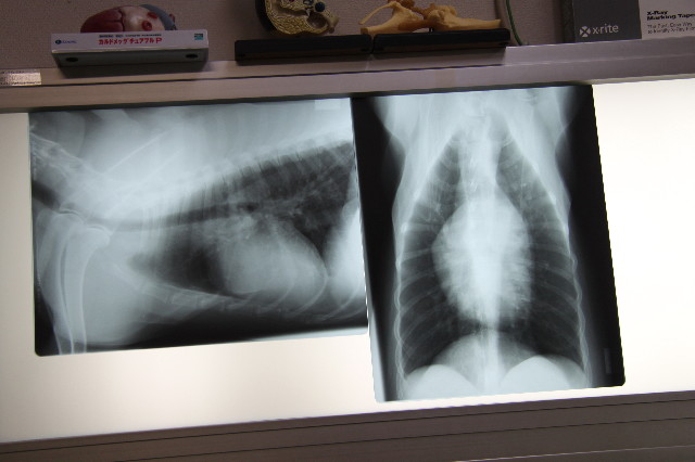 ファイル 1250-1.jpg