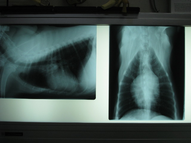 ファイル 1250-2.jpg