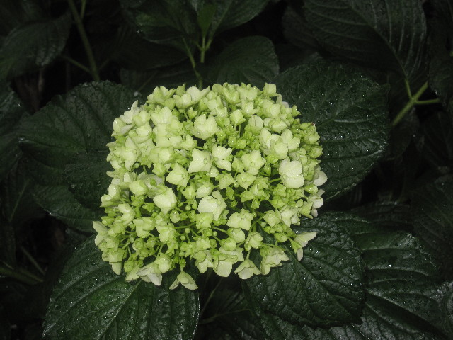 ファイル 1257-1.jpg