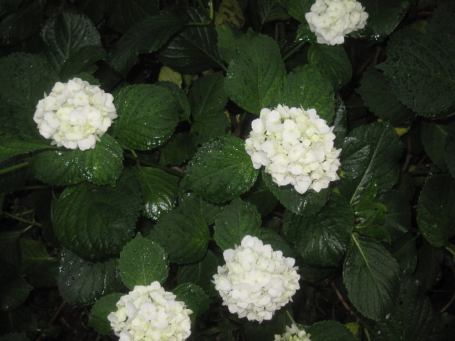 ファイル 1257-3.jpg