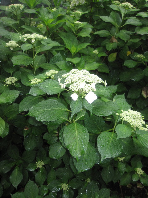 ファイル 1257-5.jpg