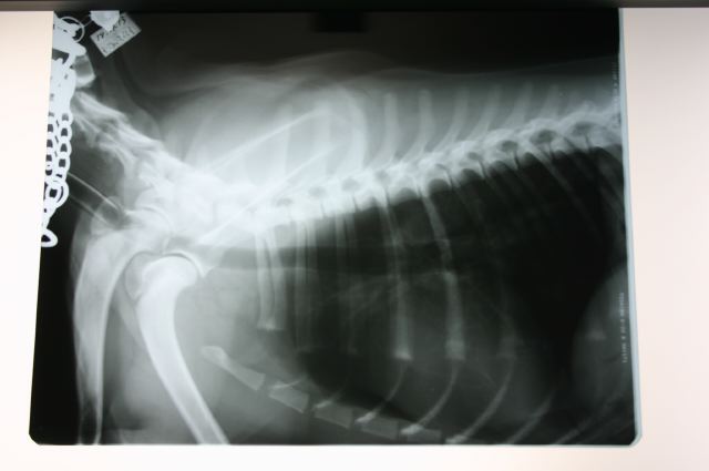 ファイル 126-1.jpg