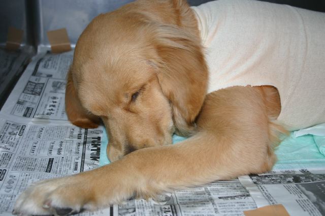 ファイル 126-5.jpg