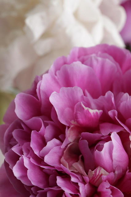 ファイル 1268-4.jpg