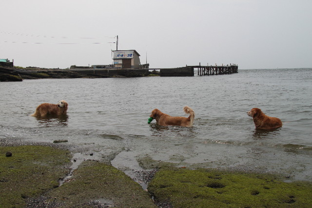 ファイル 1271-3.jpg