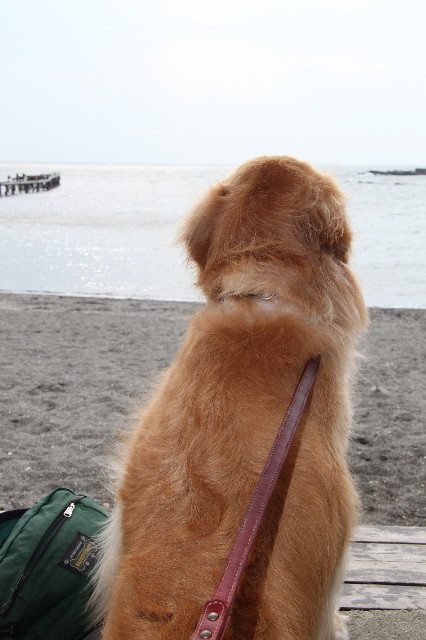 ファイル 1272-5.jpg