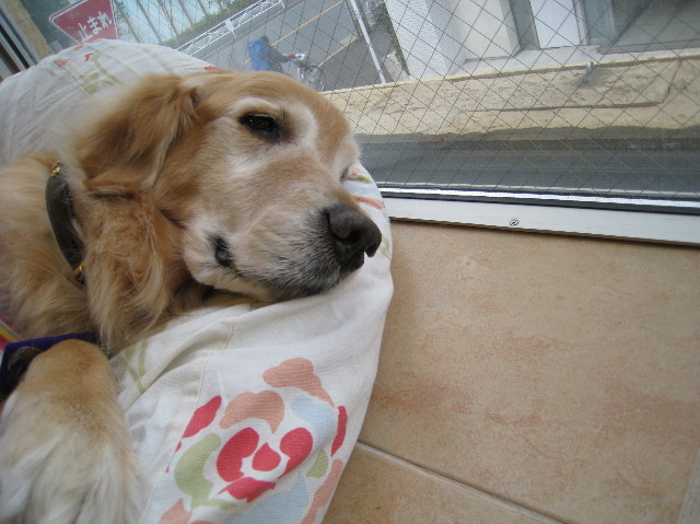 ファイル 1273-2.jpg