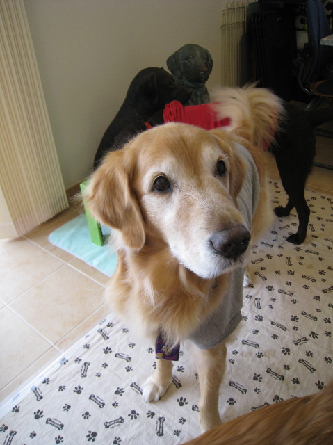 ファイル 1273-3.jpg