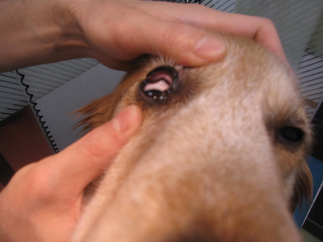 ファイル 1279-1.jpg