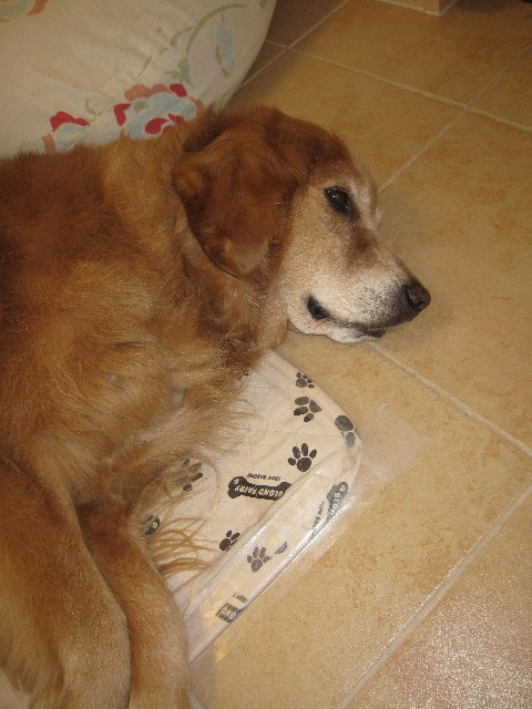 ファイル 1286-1.jpg