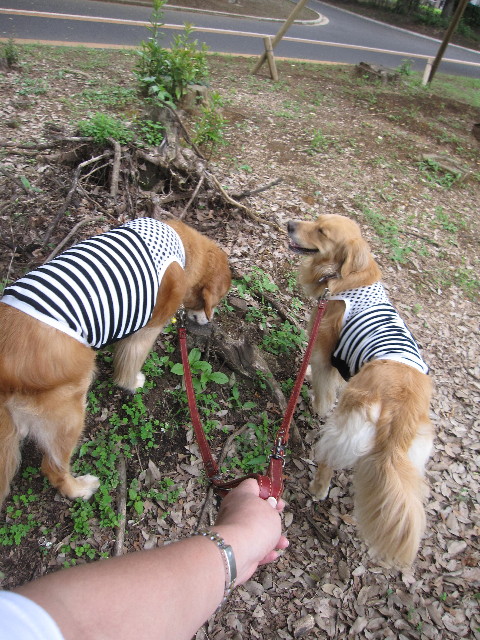 ファイル 1288-2.jpg