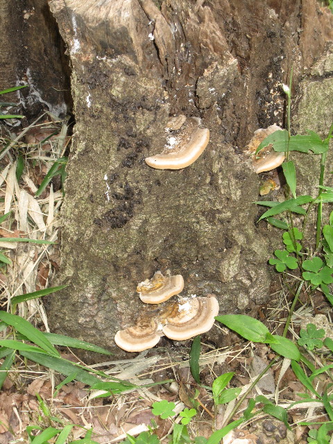 ファイル 1288-4.jpg