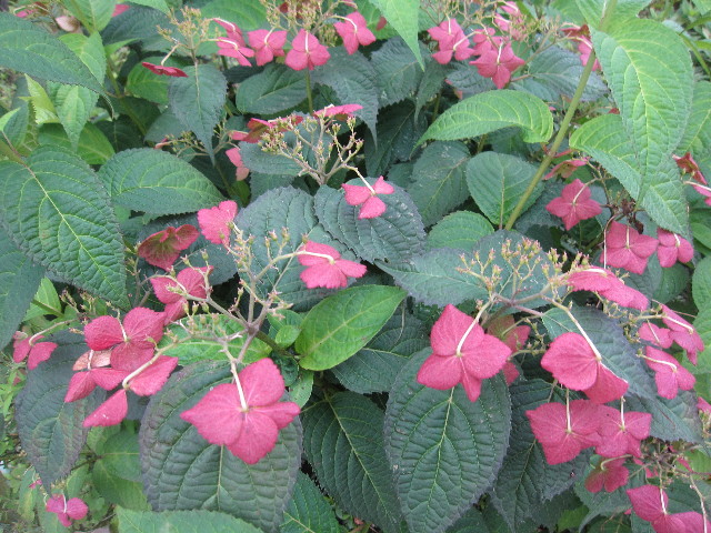 ファイル 1291-5.jpg