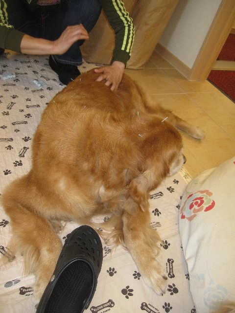 ファイル 1295-1.jpg