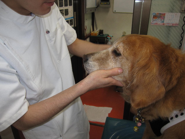 ファイル 1301-1.jpg