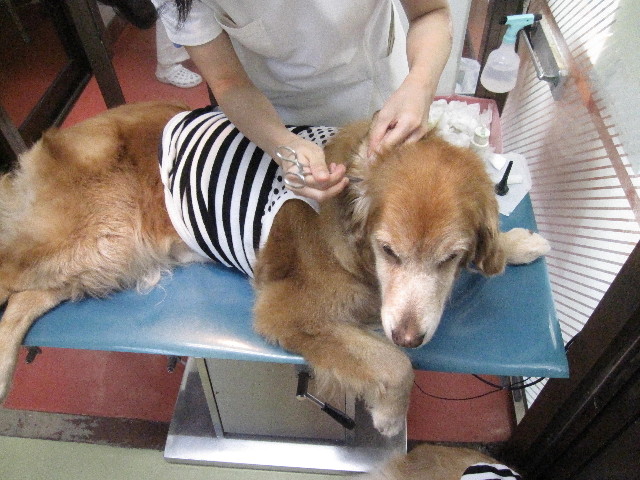 ファイル 1301-3.jpg