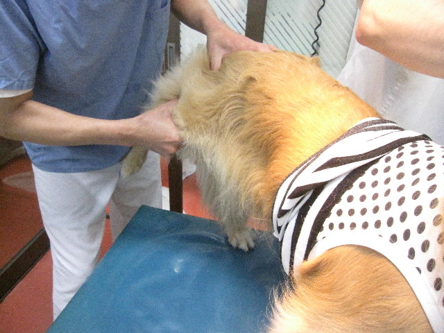 ファイル 1301-4.jpg