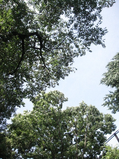 ファイル 1305-1.jpg