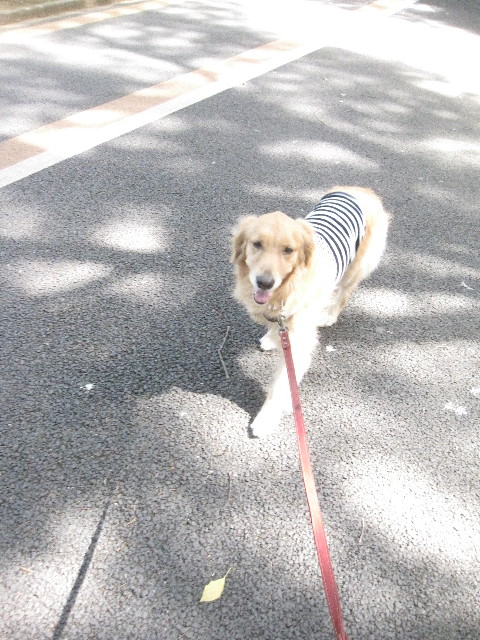 ファイル 1305-2.jpg