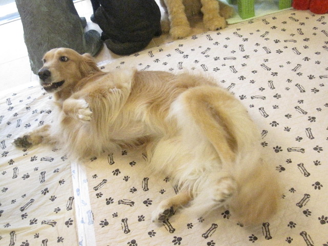 ファイル 1307-2.jpg