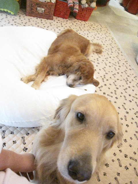 ファイル 1310-4.jpg