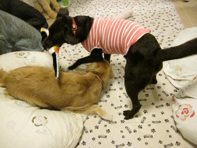 ファイル 1312-5.jpg