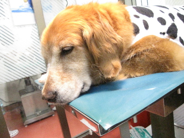 ファイル 1326-4.jpg