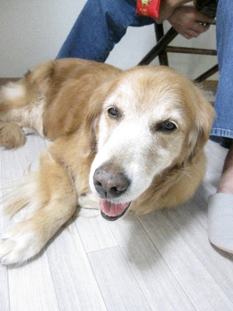 ファイル 1329-1.jpg