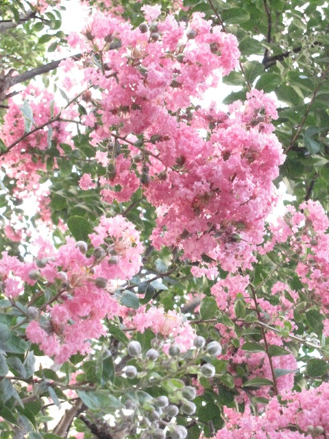 ファイル 1330-5.jpg