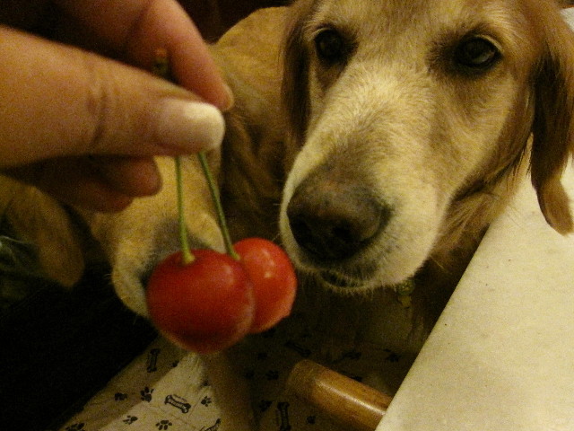 ファイル 1331-4.jpg