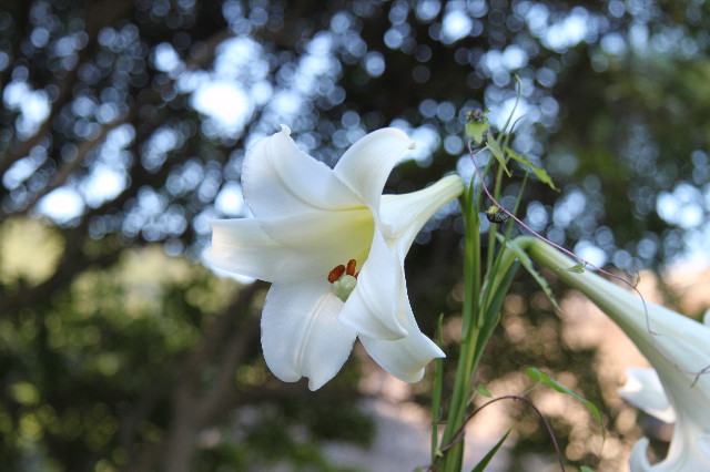 ファイル 1346-5.jpg