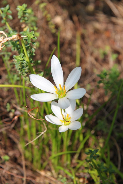 ファイル 1353-4.jpg