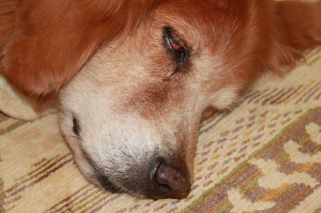 ファイル 1354-1.jpg