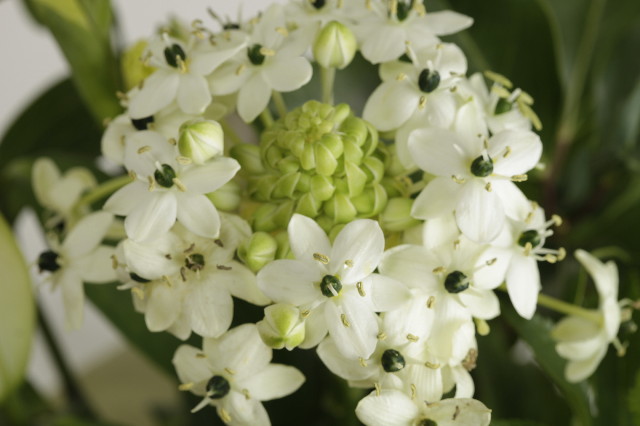 ファイル 1361-4.jpg