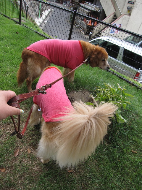 ファイル 1364-1.jpg