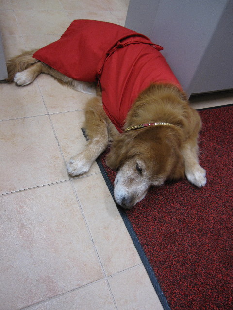 ファイル 1366-1.jpg