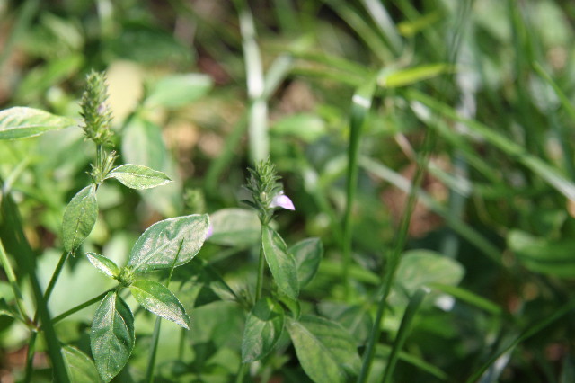 ファイル 1371-2.jpg