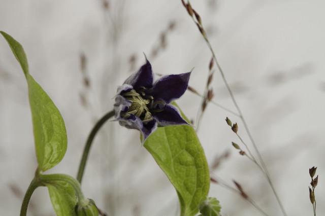 ファイル 1373-1.jpg