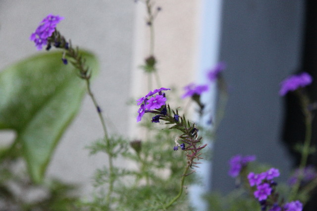 ファイル 1373-5.jpg