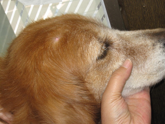 ファイル 1390-3.jpg