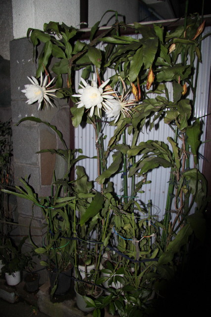 ファイル 1405-1.jpg