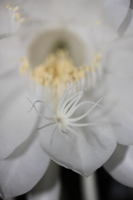 ファイル 1405-4.jpg