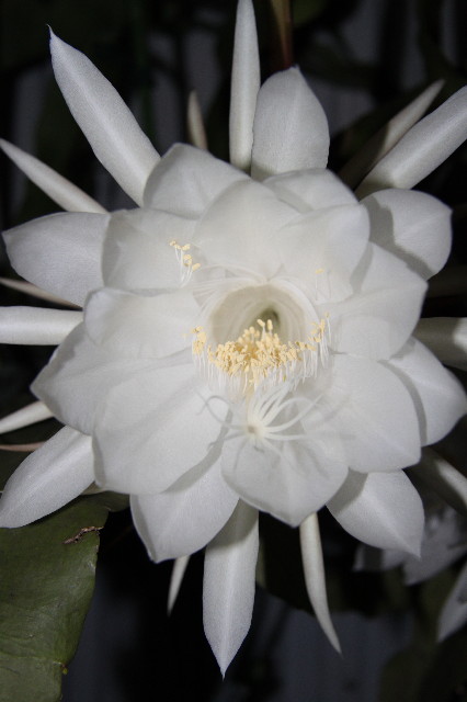 ファイル 1406-1.jpg