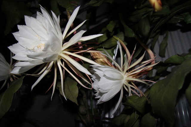 ファイル 1406-5.jpg