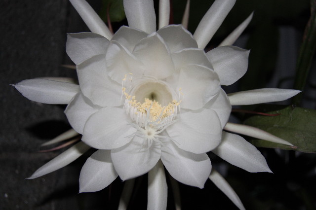 ファイル 1407-1.jpg