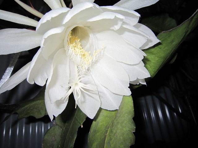 ファイル 1410-3.jpg