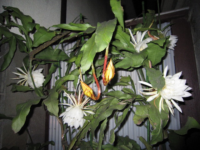 ファイル 1410-4.jpg