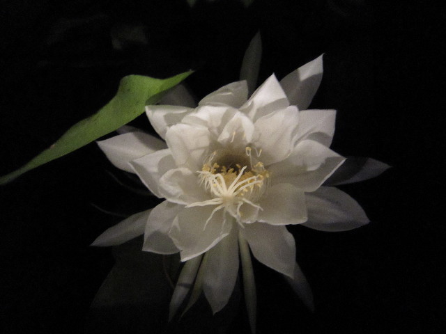 ファイル 1411-2.jpg