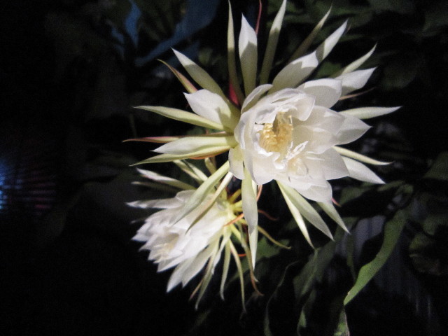 ファイル 1413-3.jpg