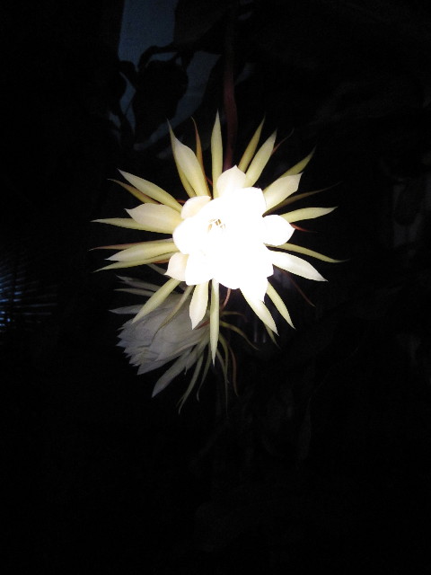 ファイル 1413-5.jpg